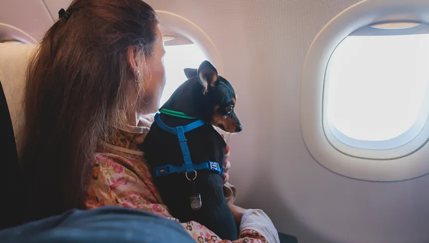 New Airline Lets Pets Fly with Their Owners